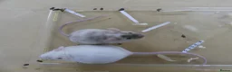 Mouse rodents for sale: Fancy Mice - Advert 8