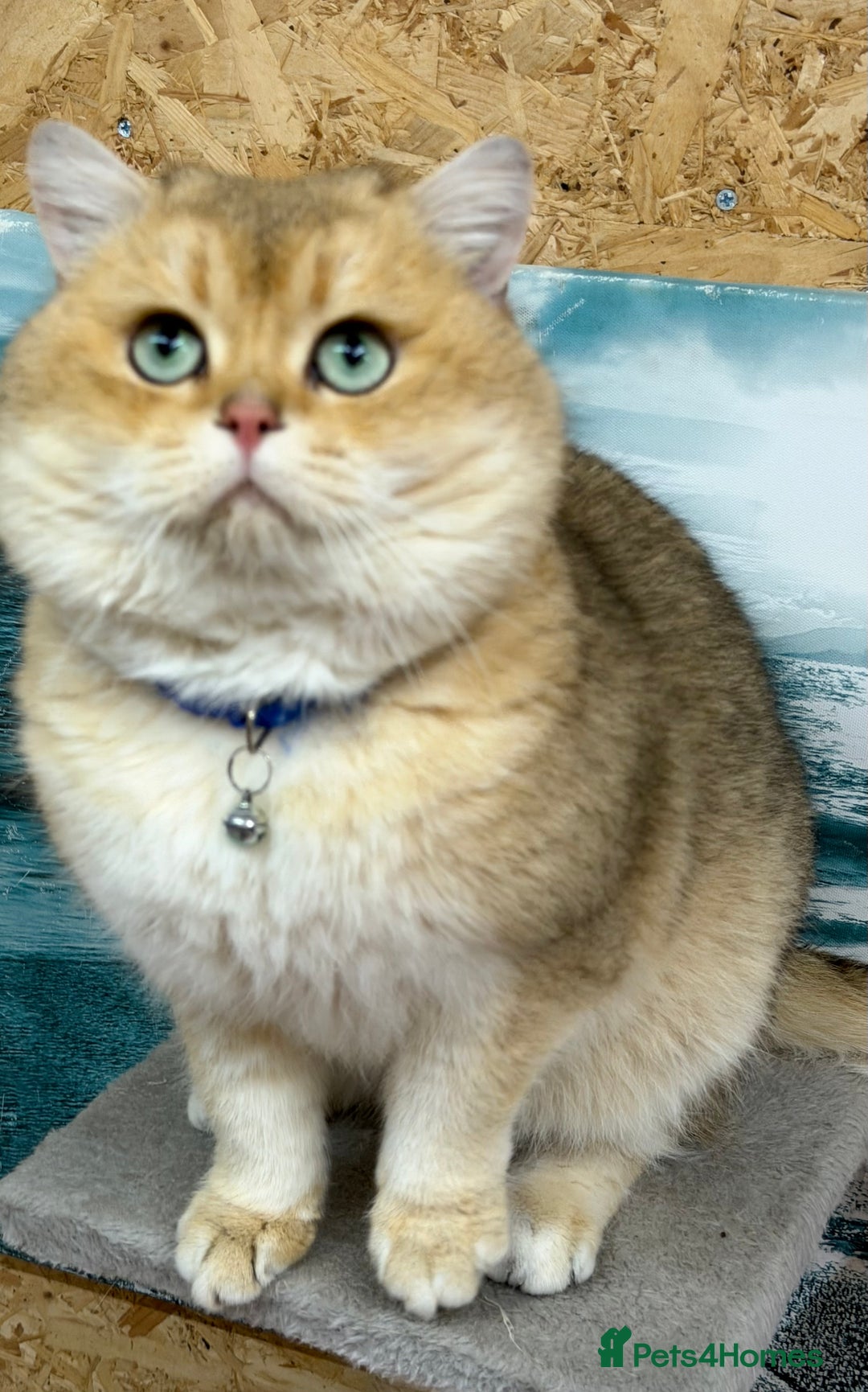 British Shorthair cats for sale: British shh golden, silver  GCCF kittens  - Advert 24