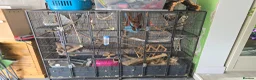 Rat rodents for sale: Two rat boys + rat mansion.  in Andover - Advert 5