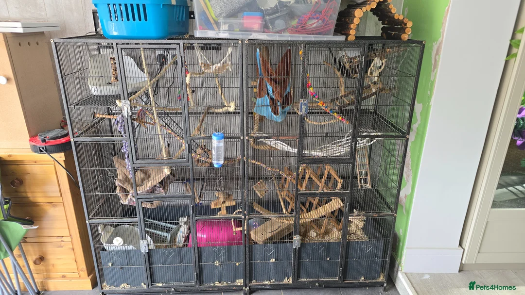 Rat rodents for sale: Two rat boys + rat mansion.  in Andover - Advert 5