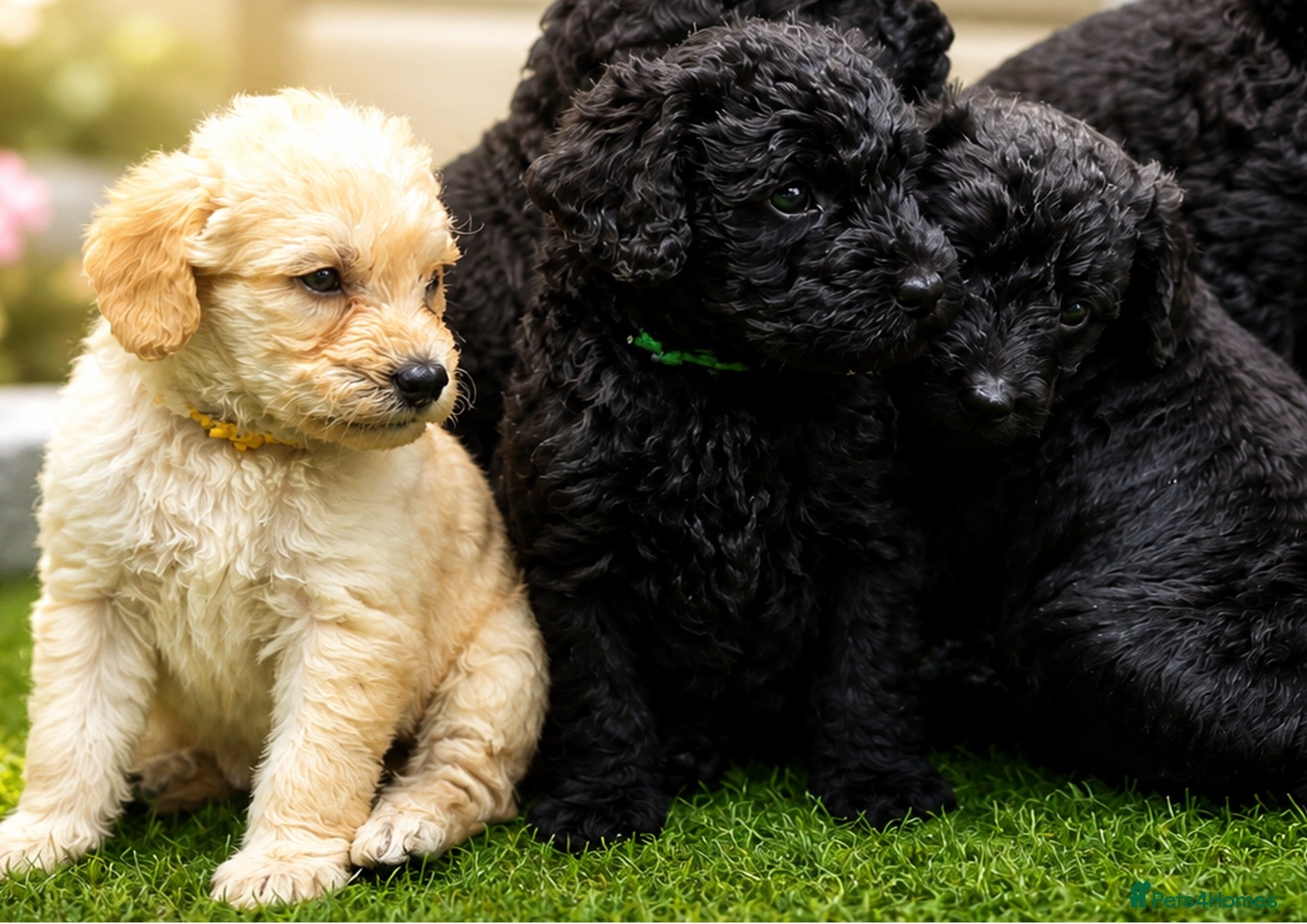 Labradoodle dogs F4 Black Labradoodle Puppy Health tested/ contract - Advert 11