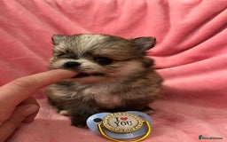 Pomchi dogs for sale: INCREDIBLE Thai/Korean pomchi READY 5th September  - Image 7