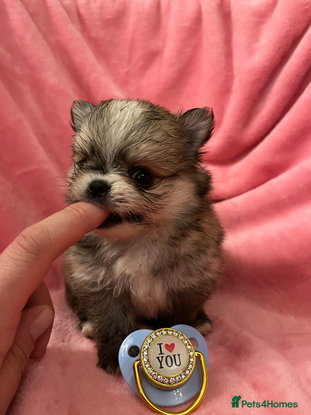 Pomchi dogs for sale: INCREDIBLE Thai/Korean pomchi READY 5th September  - Image 7
