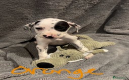 Mixed Breed dogs for sale: Dalmatianxboxer puppies  - Image 6