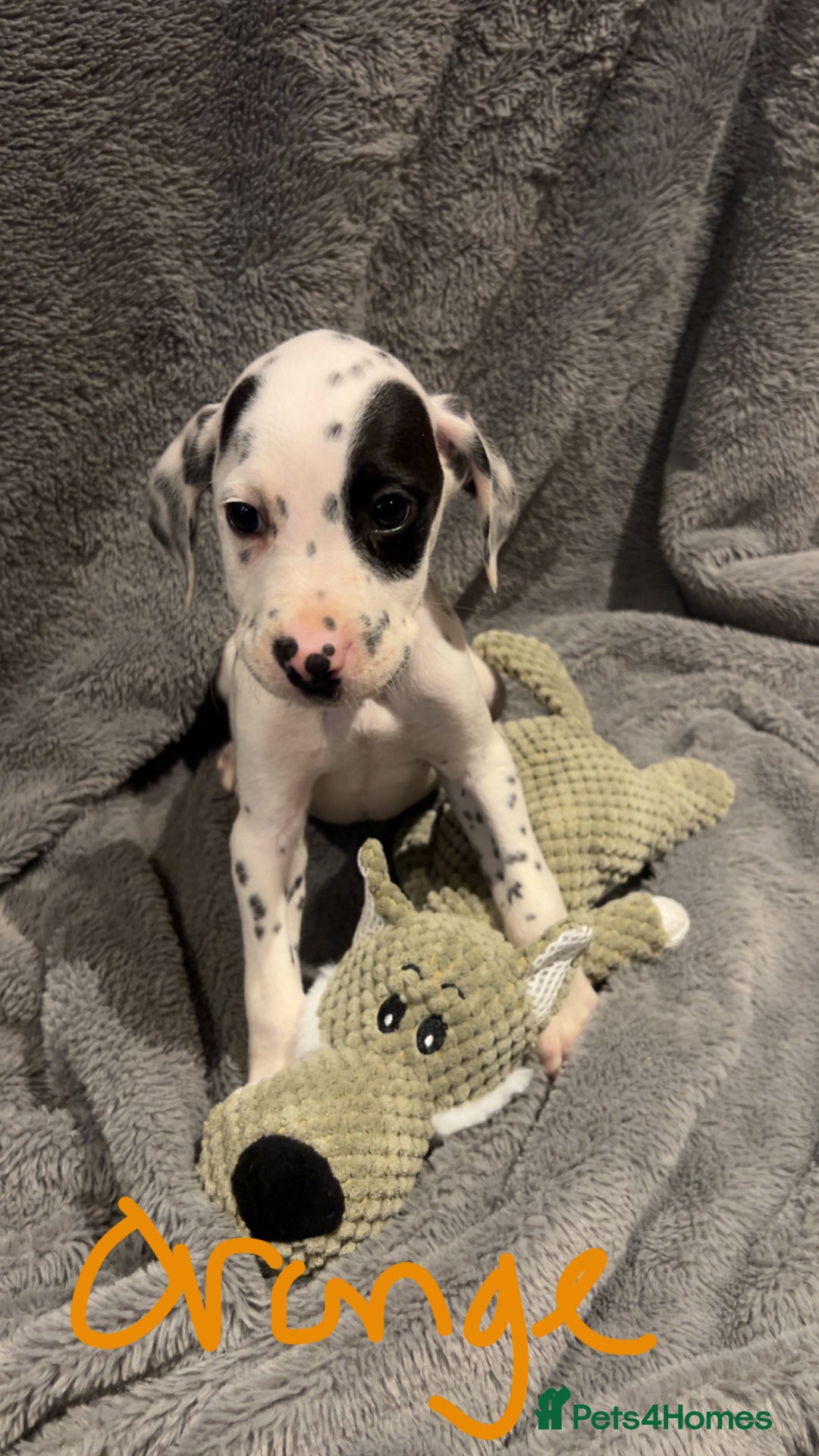 Mixed Breed dogs for sale: Dalmatianxboxer puppies  - Image 6