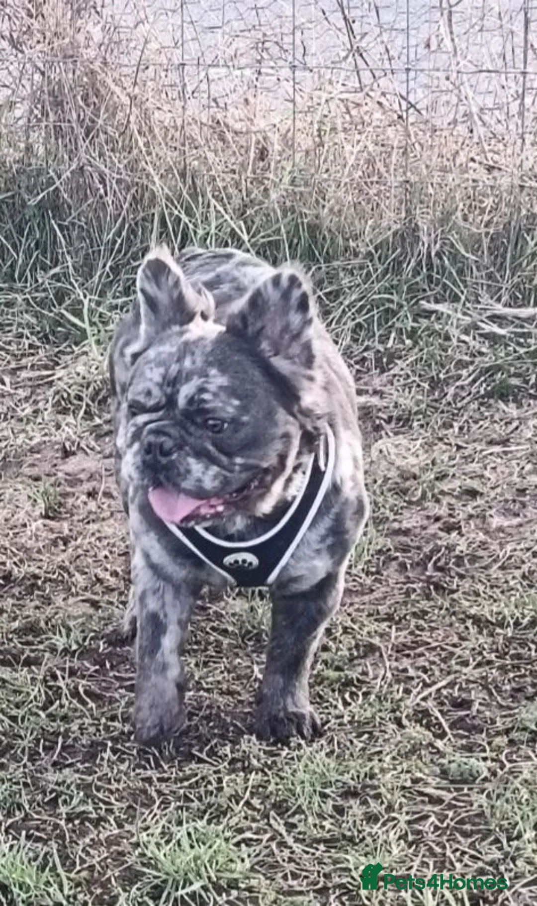 French Bulldog dogs for sale: Fluffy frenchie merle male in Arbroath - Advert 1