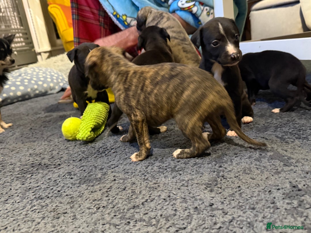 Whippet dogs for sale: KC Registered Whippet Puppies - Image 4