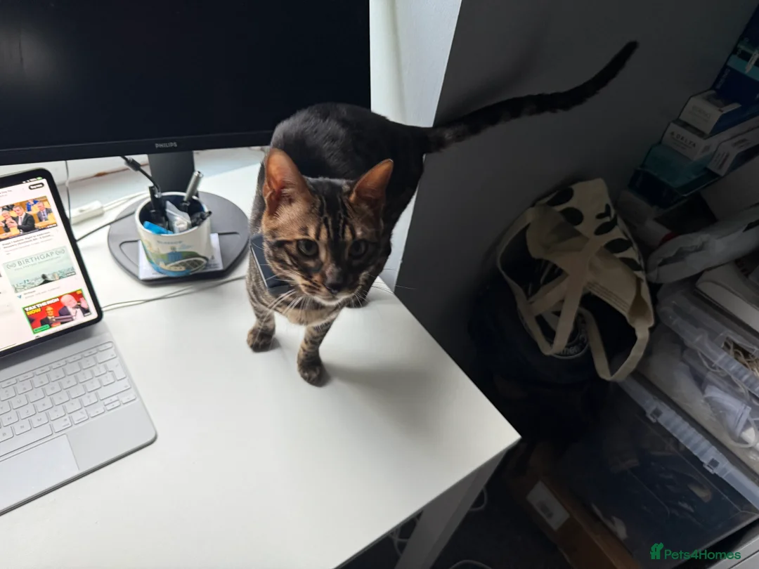 Bengal cats for stud: Stunning Bengal for stud - Advert 23