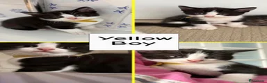 Yellow boy