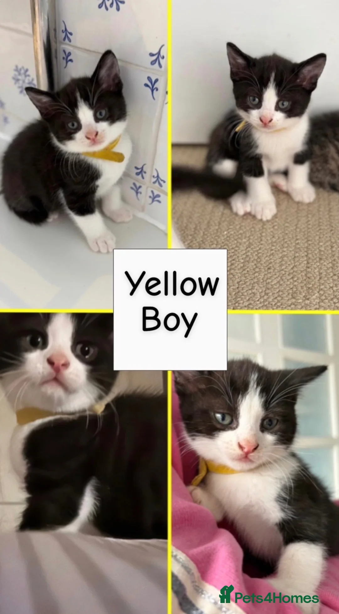 Mixed Breed cats for sale: Beautiful kittens  - Advert 40