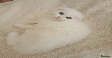 Scottish Fold cats - Advert 3