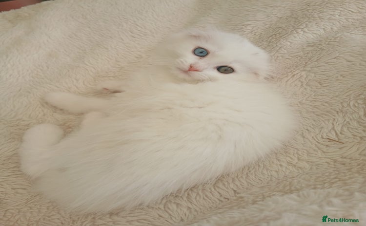 Scottish Fold cats - Advert 1