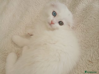 Scottish Fold cats - Advert 1