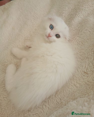 Scottish Fold cats - Advert 1