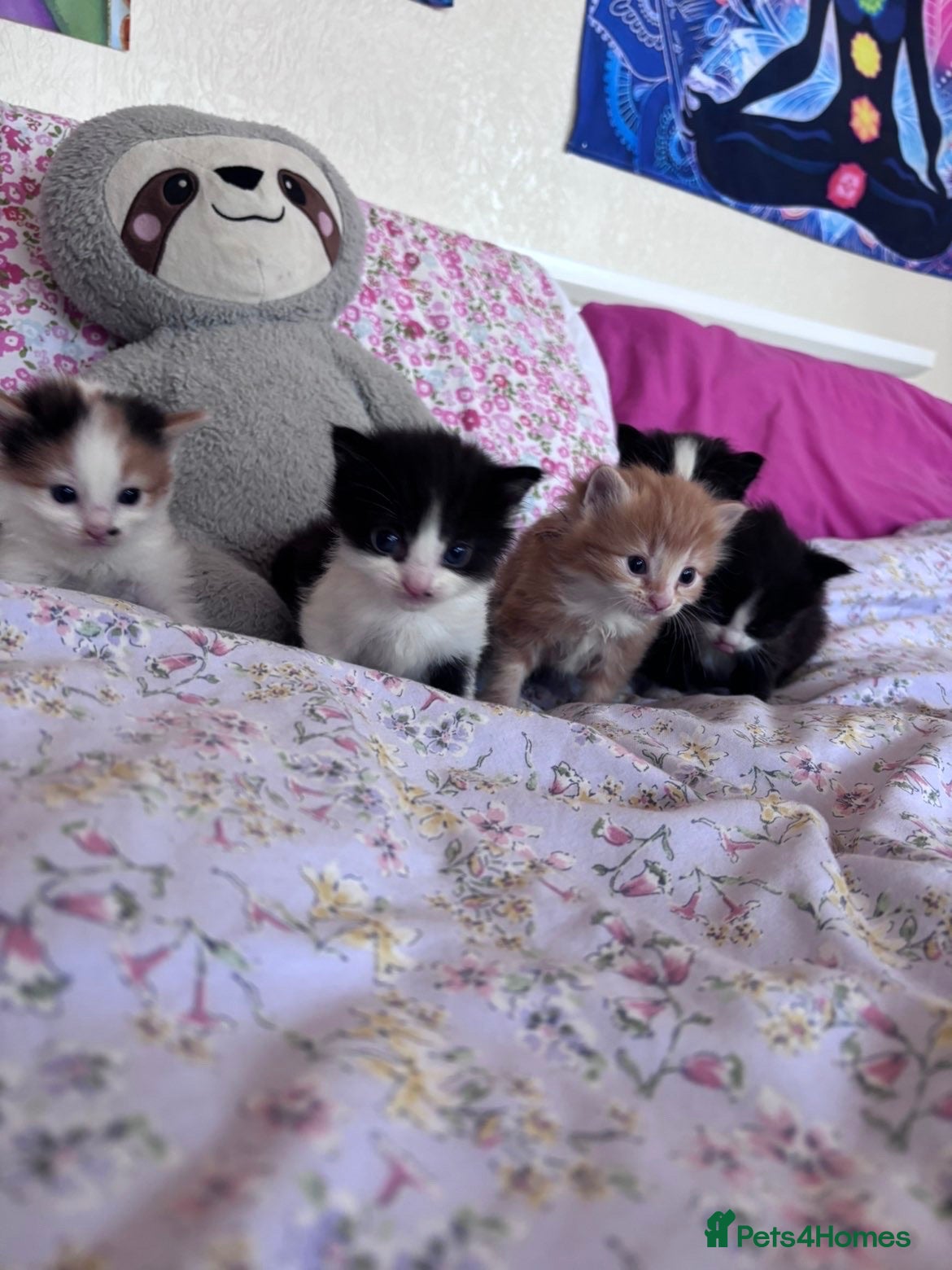 British Shorthair cats Four cute kittens mixed litter . - Advert 3