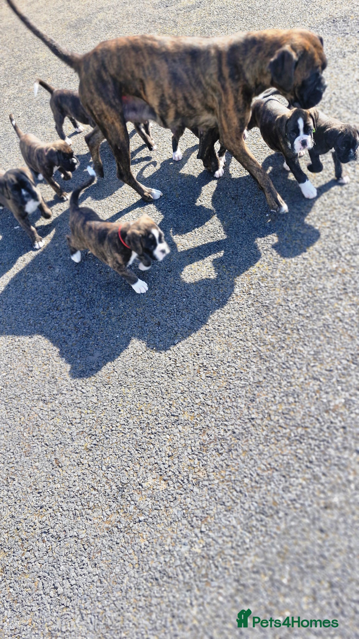 Boxer dogs Pedigree Boxer pups - Advert 5