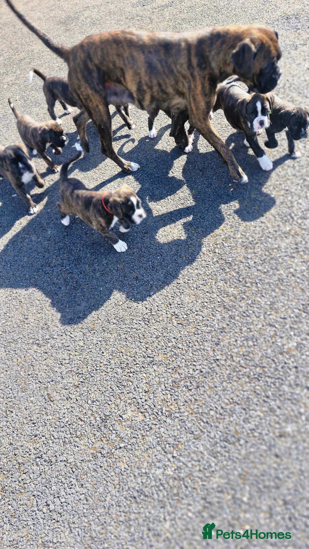 Boxer dogs for sale: Pedigree Boxer pups in Armagh - Advert 1