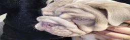 English Bulldog dogs for sale: MALE  - Advert 7