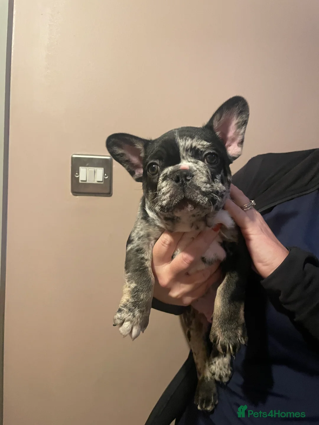 French Bulldog dogs for sale: 3 stunningly unique coloured stocky frenchies - Advert 19