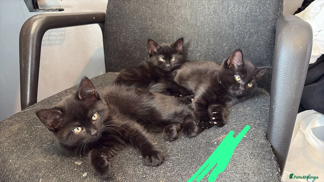 Mixed Breed cats for sale: One little boy remaining - Advert 2