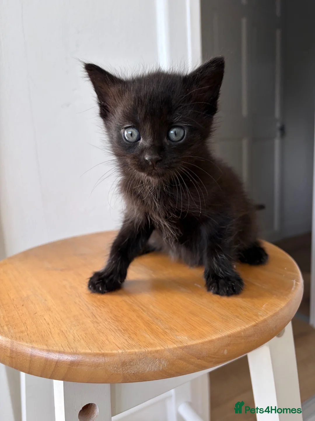 Mixed Breed cats for sale: Kittens  in Loughborough - Advert 2