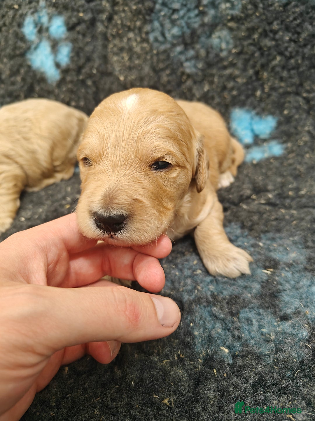 Goldendoodle dogs for sale: Miniature Goldendooles - Image 11