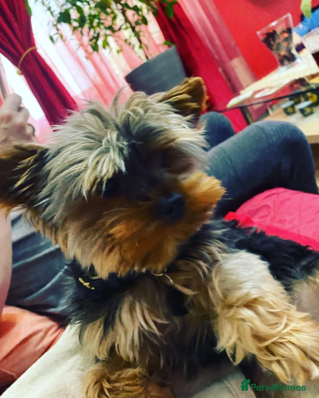 Yorkshire Terrier dogs for stud: Small Yorkie for Stud in Birmingham - Advert 6