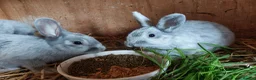 Argente rabbits for sale: Argente Bleu and Noir in Bedlington - Advert 5