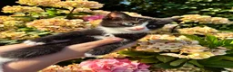 Mixed Breed cats for sale: 6 beautiful kittens for sale  - Advert 8