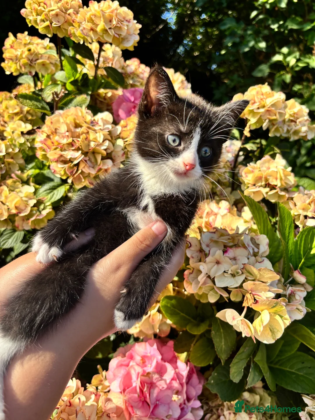 Mixed Breed cats for sale: 6 beautiful kittens for sale  - Advert 8