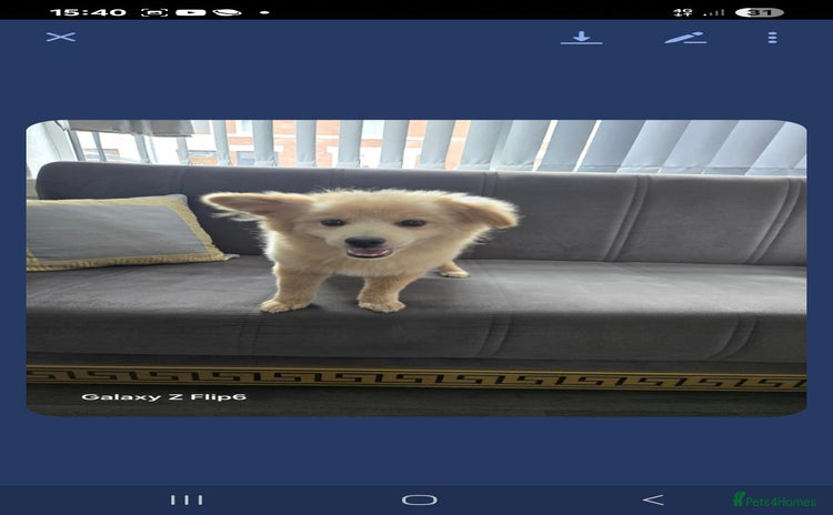 Pomeranian dogs - Advert 4