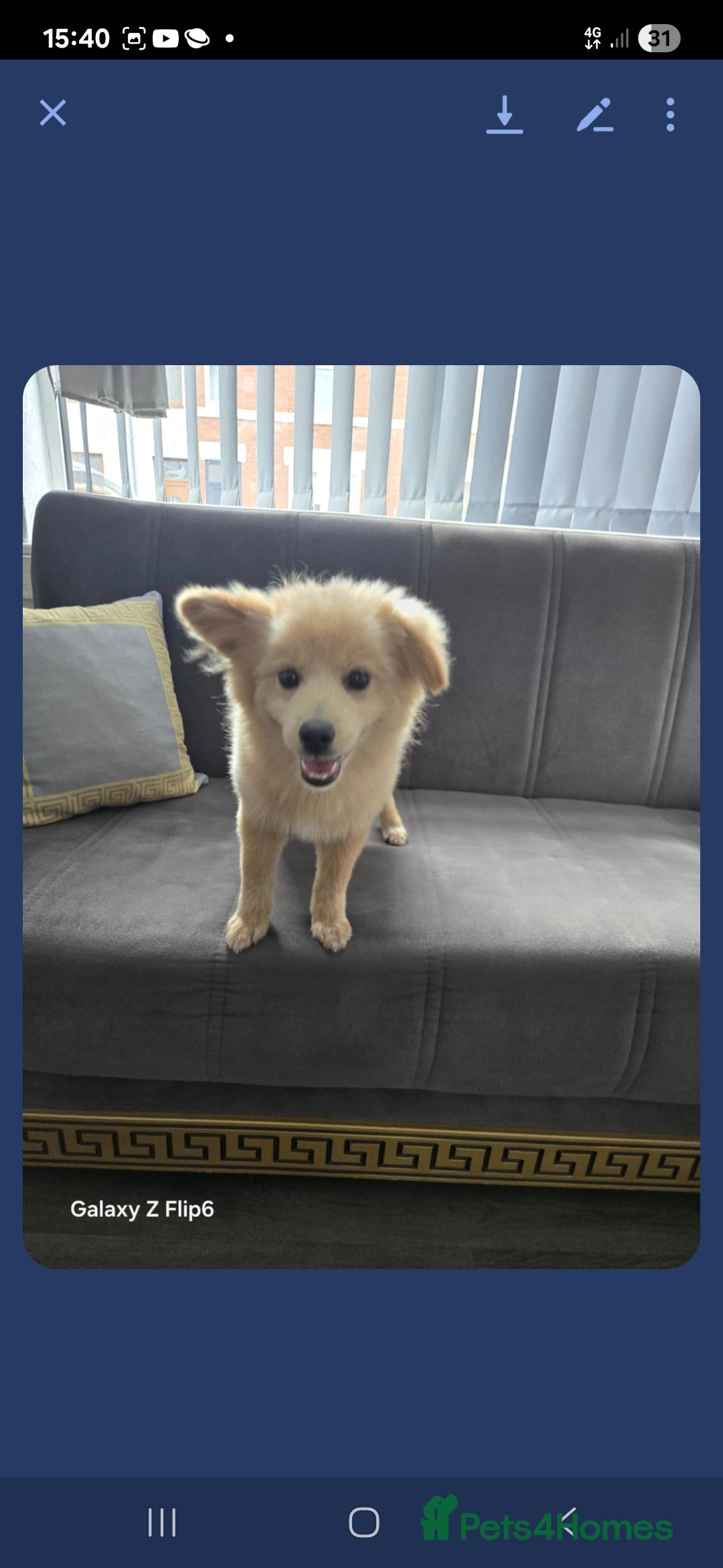 Pomeranian dogs for sale:  Pomerian - Image 1