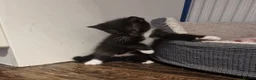 Mixed Breed cats for sale: 💥💥💥Lovly Kittens 💥💥💥 - Advert 11