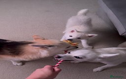 Pomsky dogs for sale: Pomsky F3 - Image 12