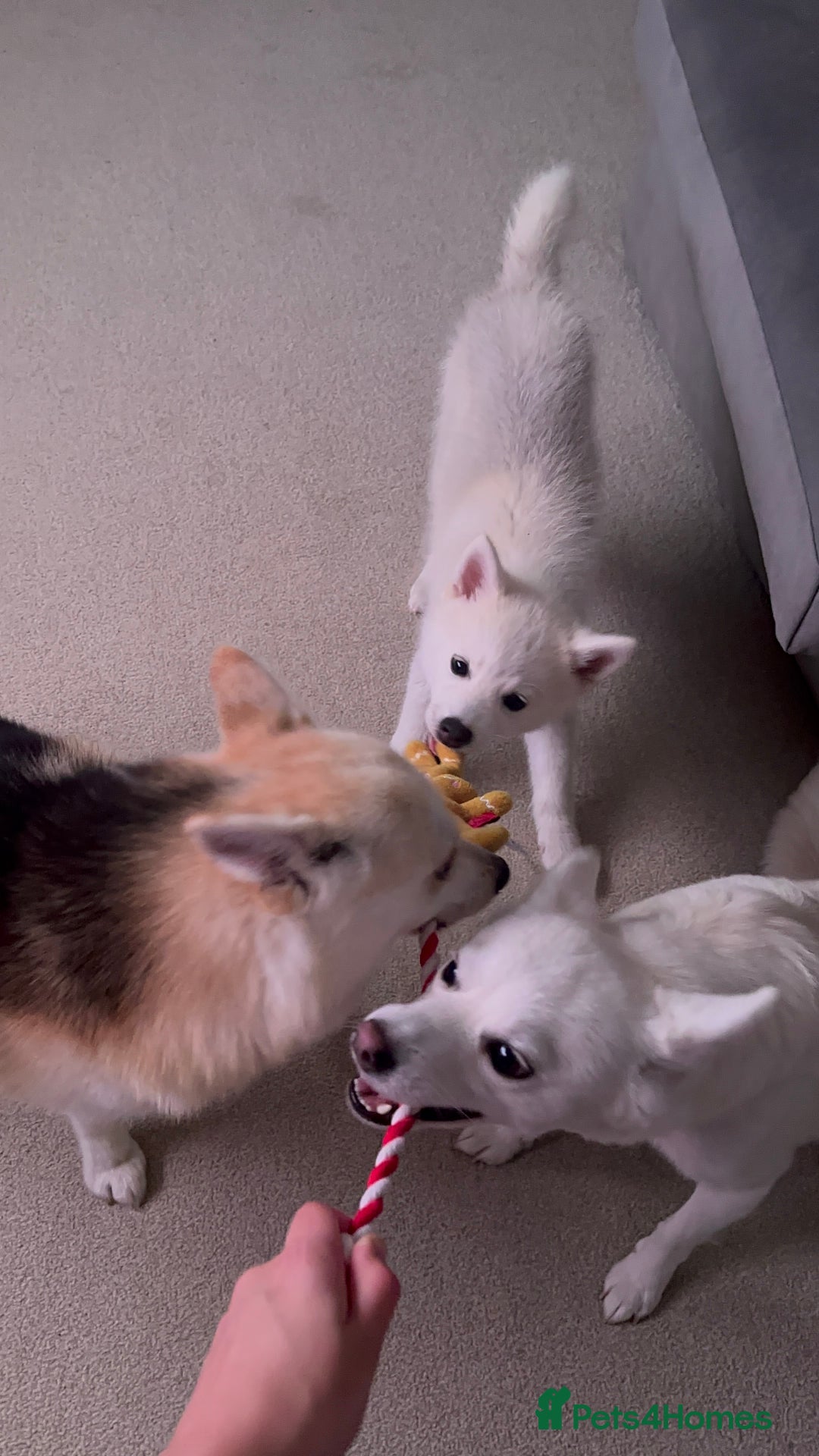 Pomsky dogs for sale: Pomsky F3 - Image 12