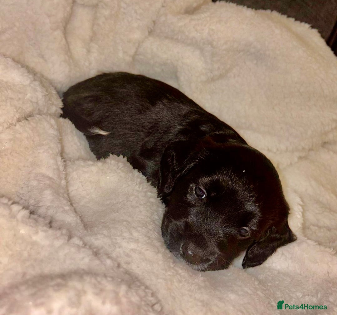 Sprollie dogs for sale: Sprollie  - Advert 13