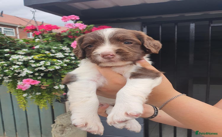 English Springer Spaniel dogs - Advert 1
