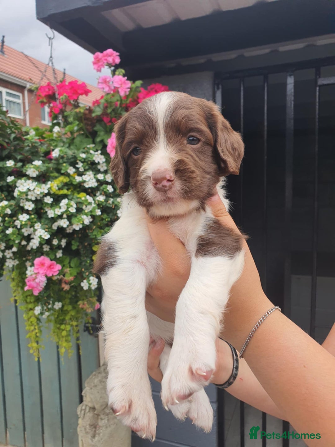 English Springer Spaniel dogs for sale: Springer spaniel  - Image 1
