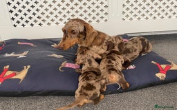 Dachshund dogs for sale: Dachshund puppies  - Image 10