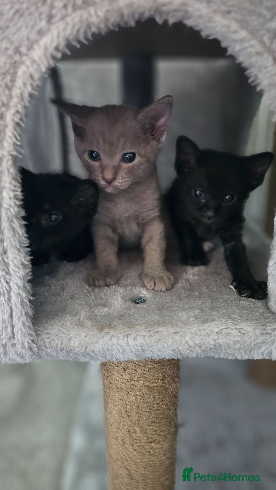 Sphynx cats Rare Sphynx x Donskoy kittens  - Advert 1