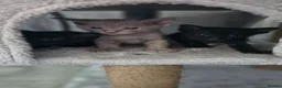 Sphynx cats for sale: Rare Sphynx x Donskoy kittens  - Advert 1