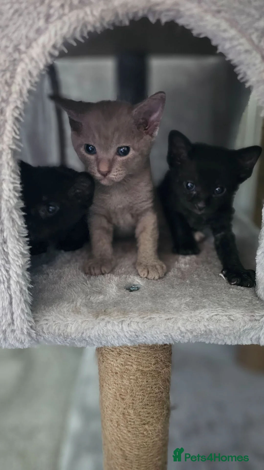 Sphynx cats for sale: Rare Sphynx x Donskoy kittens  - Advert 1