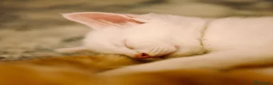 Turkish Angora 3