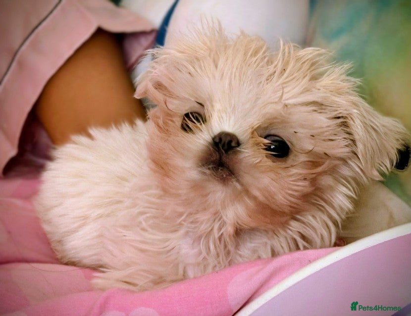 Shih Tzu dogs Super tiny weight 2lbs Imperial ShihTzu boy - Advert 1