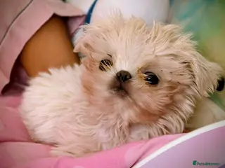 Shih Tzu dogs Super tiny weight 2lbs Imperial ShihTzu boy - Advert 1