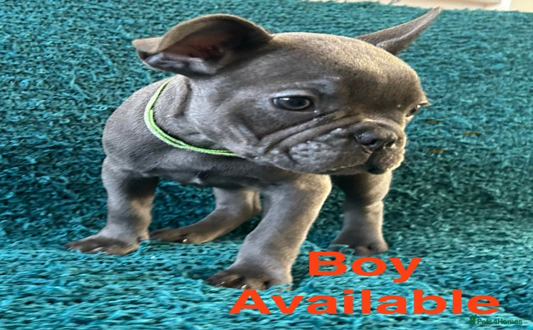 French Bulldog dogs - Advert 7