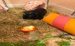 Guinea Pig rodents for sale: 2 male guinea pigs  - Image 2