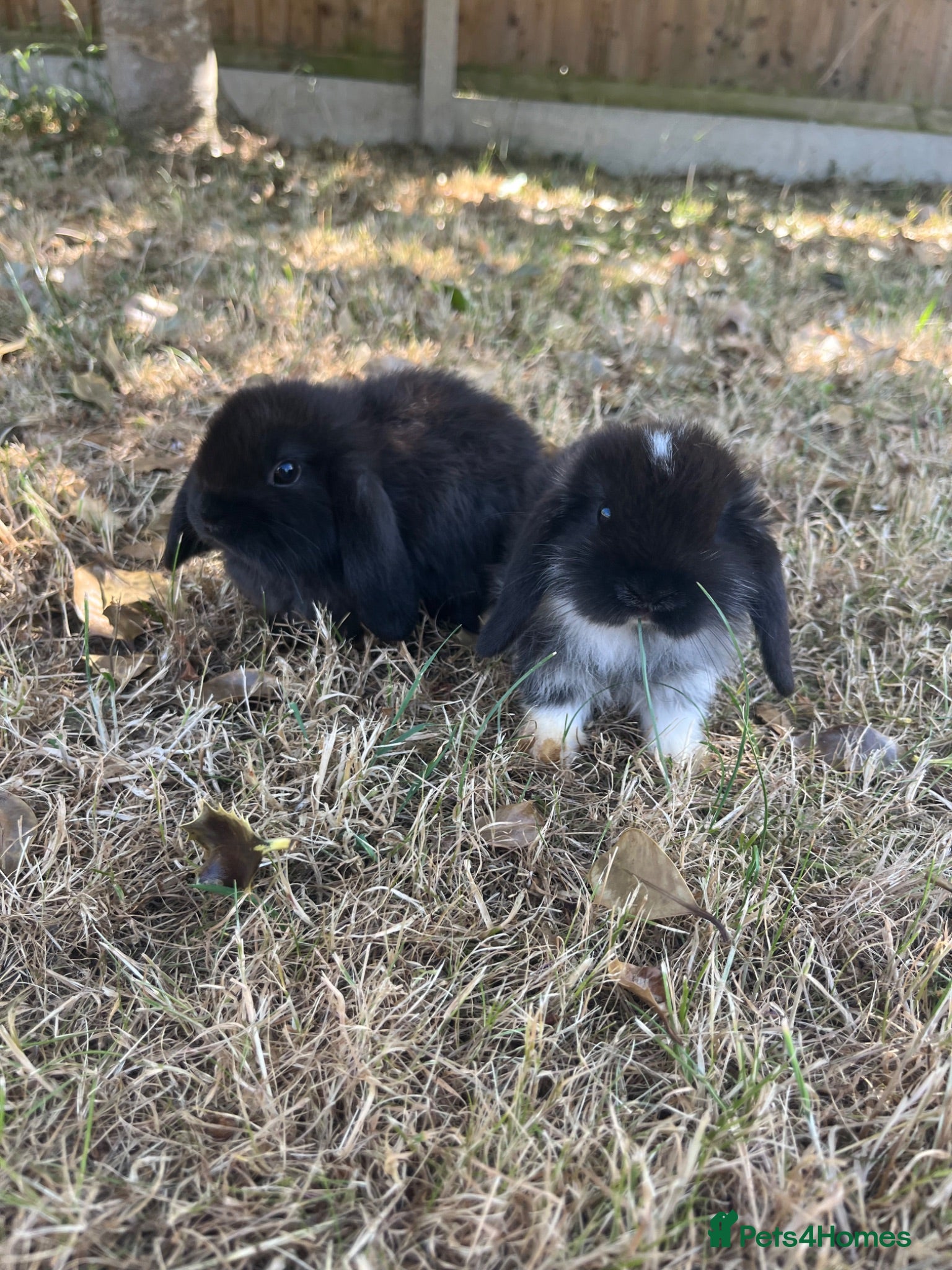 Mini Lop rabbits 🐰Pure Bred (8w old) Mini Lop Babies🐰 - Advert 1