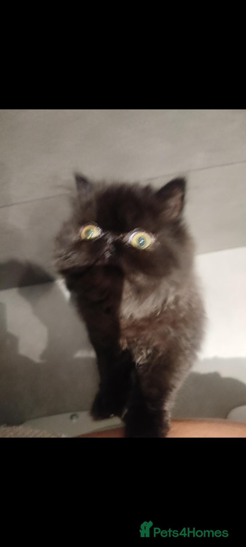 Persian cats Beautiful Black persian - Advert 5