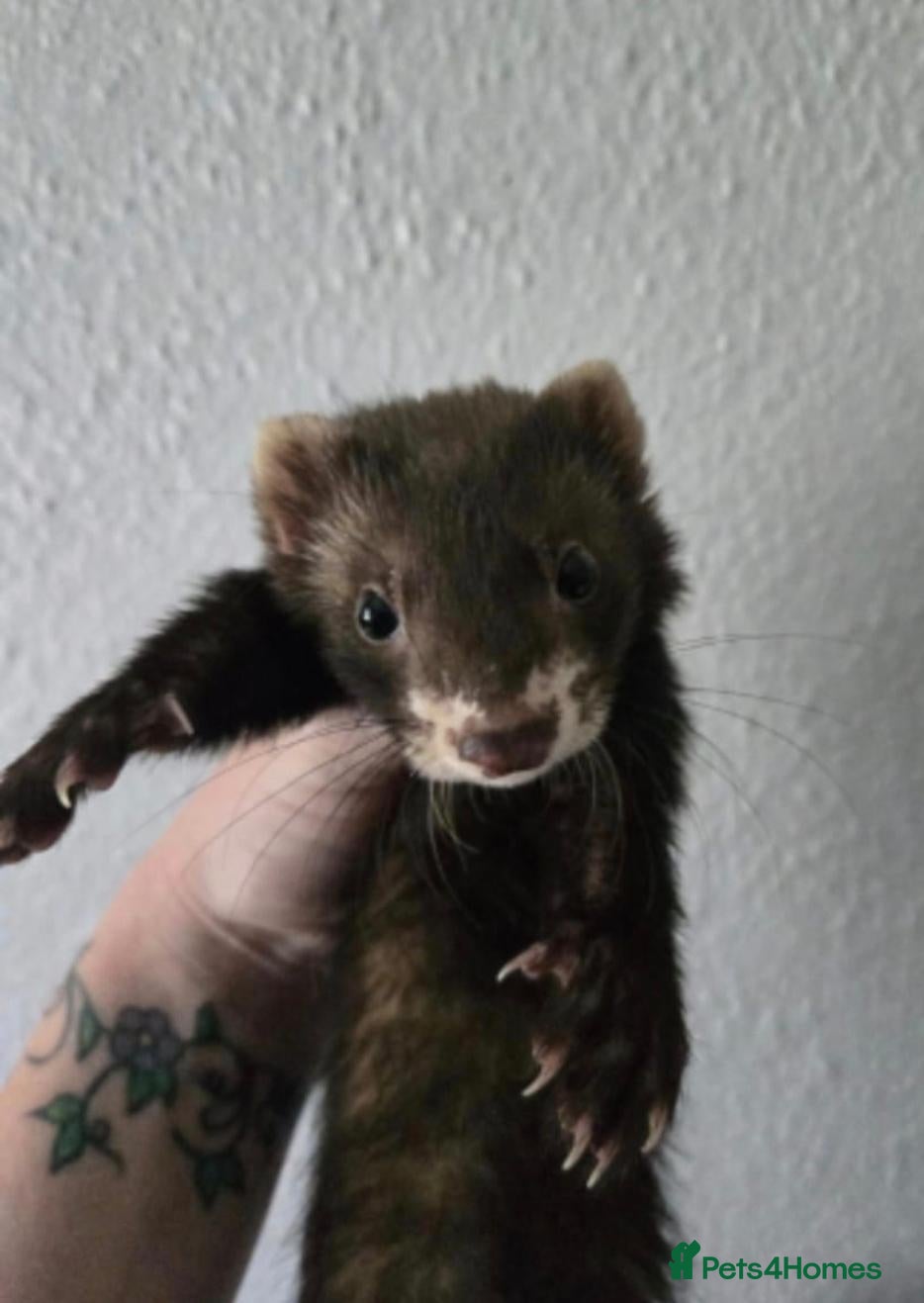 Ferret rodents for sale: EU cross ferret hob kit - 3 months old - Advert 1